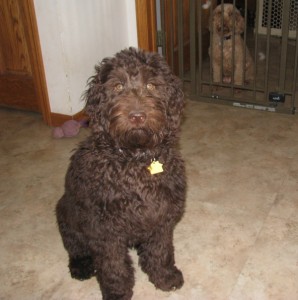 Male Australian Chocolate Labradoodle - Beauregard Australian Chocolate Labradoodle Breeder