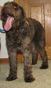 Red Cajun - Chocolate Labradoodle