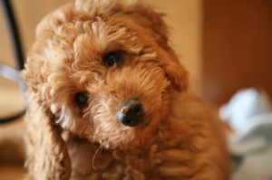 Medium Australian Labradoodle - Tucker - ladybug