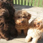 3 Australian Labradoodle Puppies