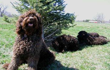 Australian Labradoodle Breeders & Puppies For Sale in Iowa Heartland Labradoodles