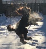 Hypoallergenic Australian Labradoodle Puppies in Iowa