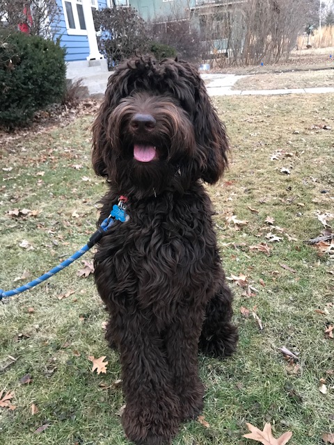 Ozzie sitting at 9.5 months, taken 1-28-18