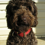 ustralian Australian Labradoodle Puppies For Sale