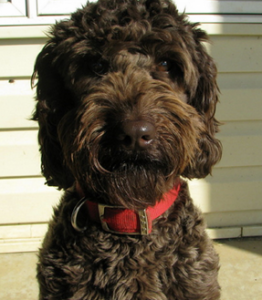 ustralian Australian Labradoodle Puppies For Sale