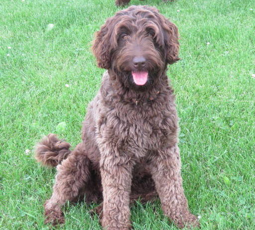 Hypoallergenic Australian Labradoodles Puppies for Sale in Iowa City, IA