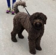 Australian Labradoodles in Iowa City, IA
