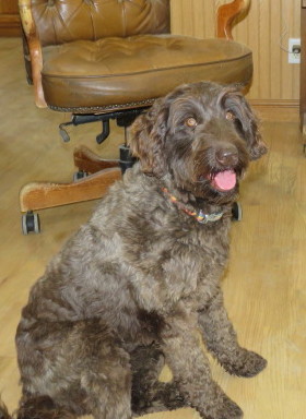 Australian Labradoodles in Iowa