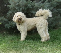 Australian Labradoodles in Iowa