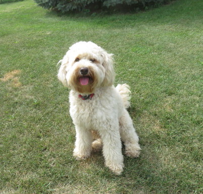 Aussie Labradoodle Breeders in Iowa