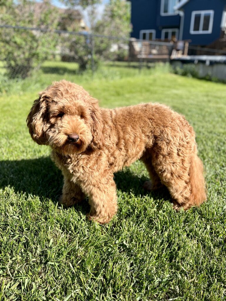 Australian Labradoodles in Iowa City, IA